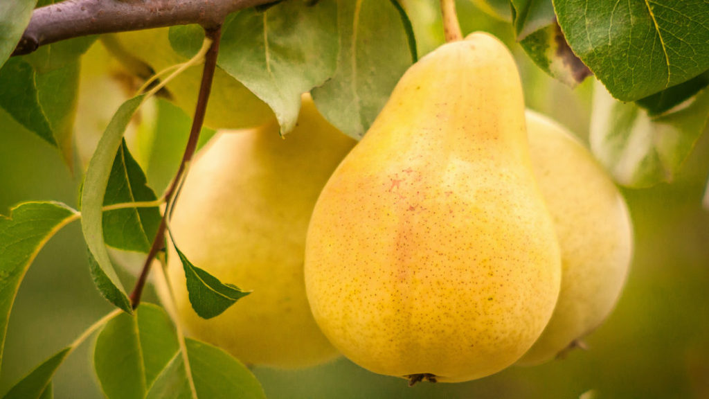 Pyrus communis 'Bartlett' (Bartlett Pear) *Needs A Pollinator* 10 Gallon Sublime Gardens