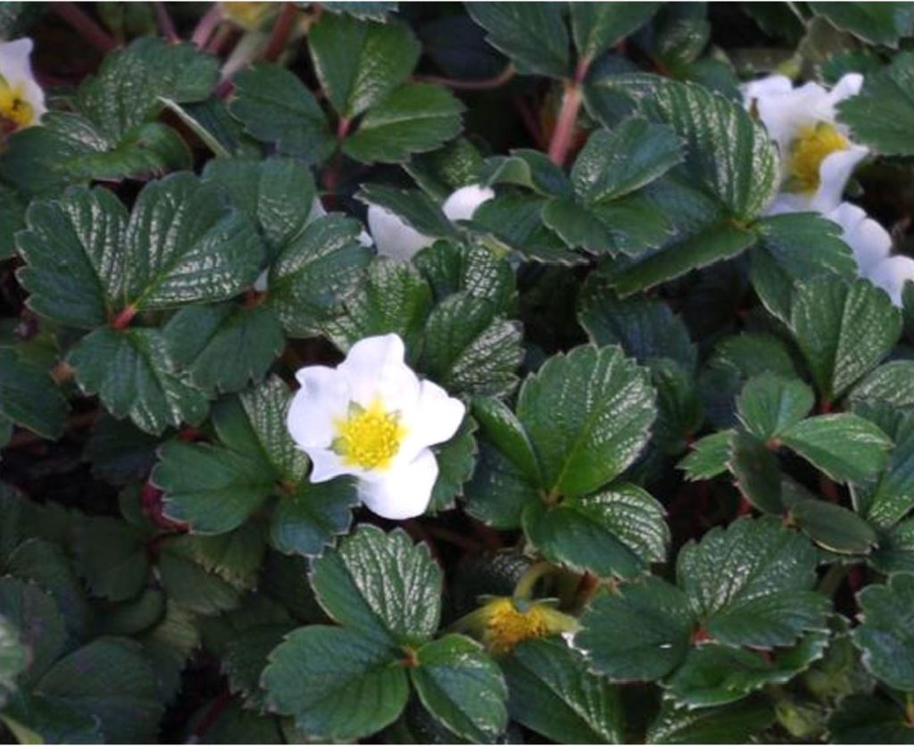 Beach Strawberry (Fragaria Chiloensis) – 4″ Pot – Sublime Gardens