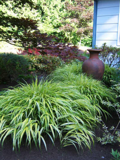 Japanese Forrest Grass with Urn by Sublime Garden Design