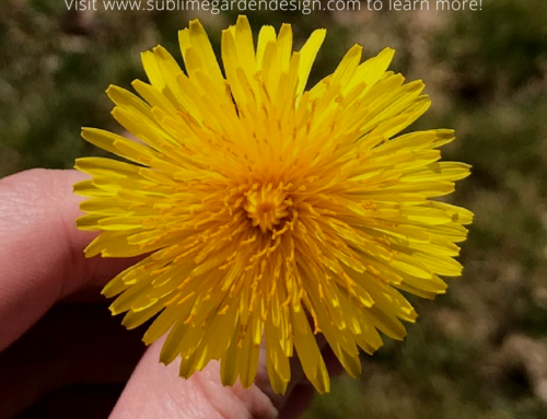 5 Uses for Dandelions
