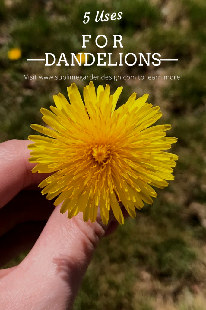 5 Uses for Dandelions - Sublime Gardens