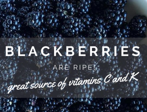 Blackberries Are Ripe!