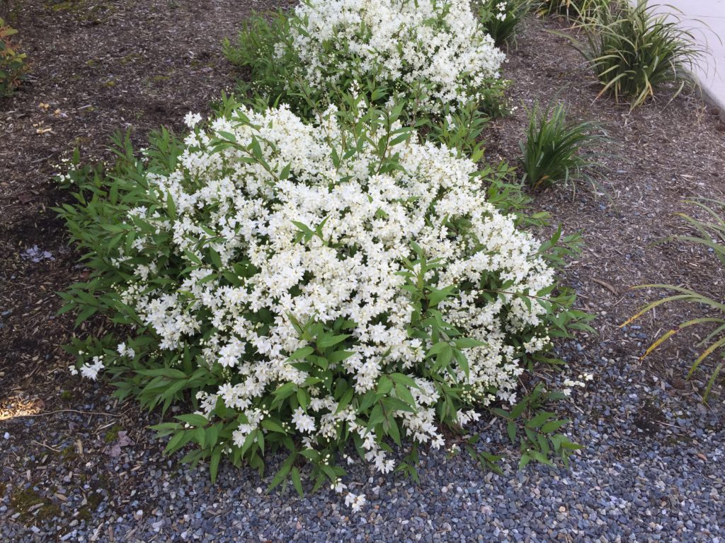 Deutzia gracilis Nikko Slender Deutzia Sublime Gardens