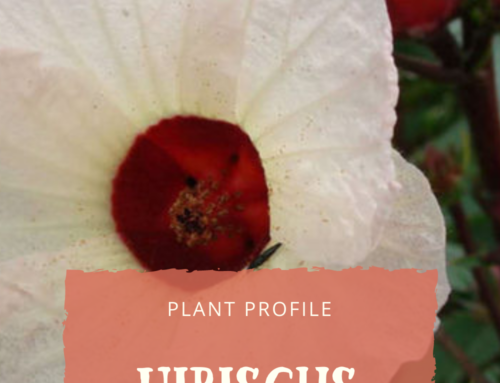 Plant Profile: Hibiscus sabdariffa
