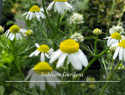 Plant Profile: German Chamomile