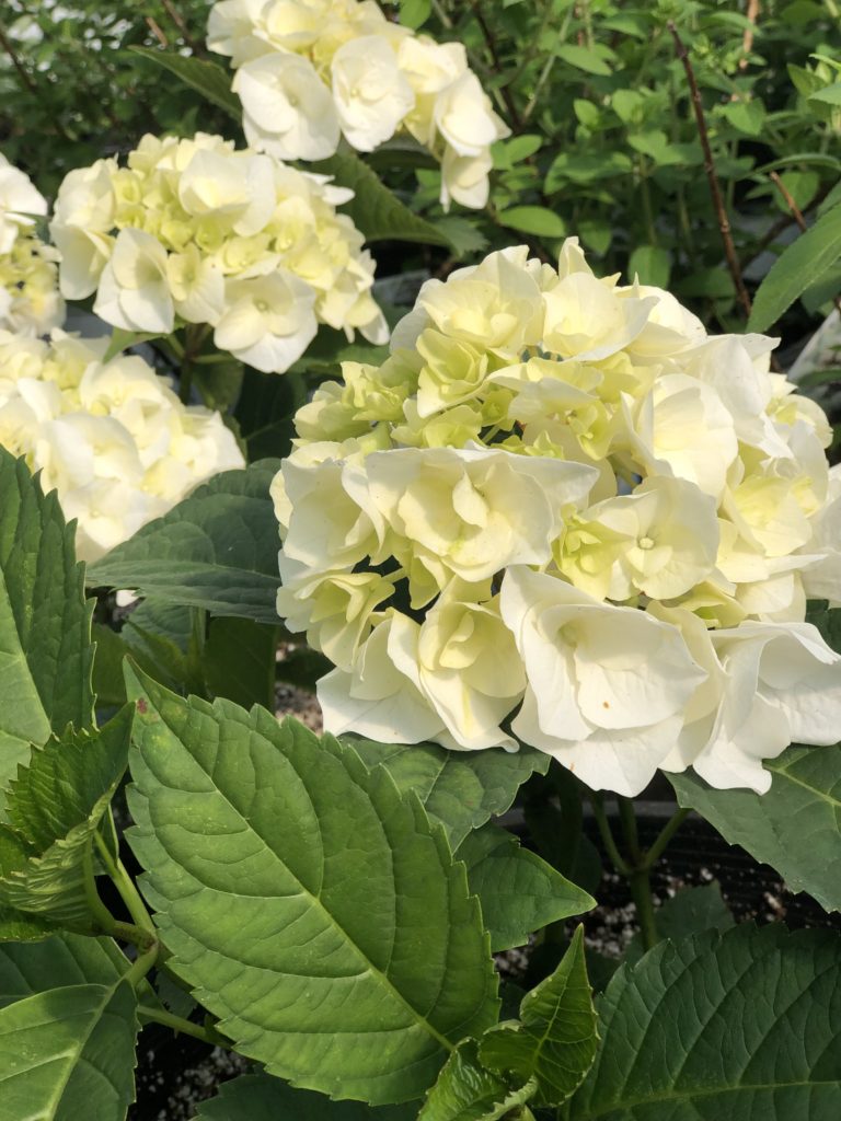 Hydrangea macrophylla ’Vanilla Sky' (Vanilla Sky Big Leaf Hydrangea ...