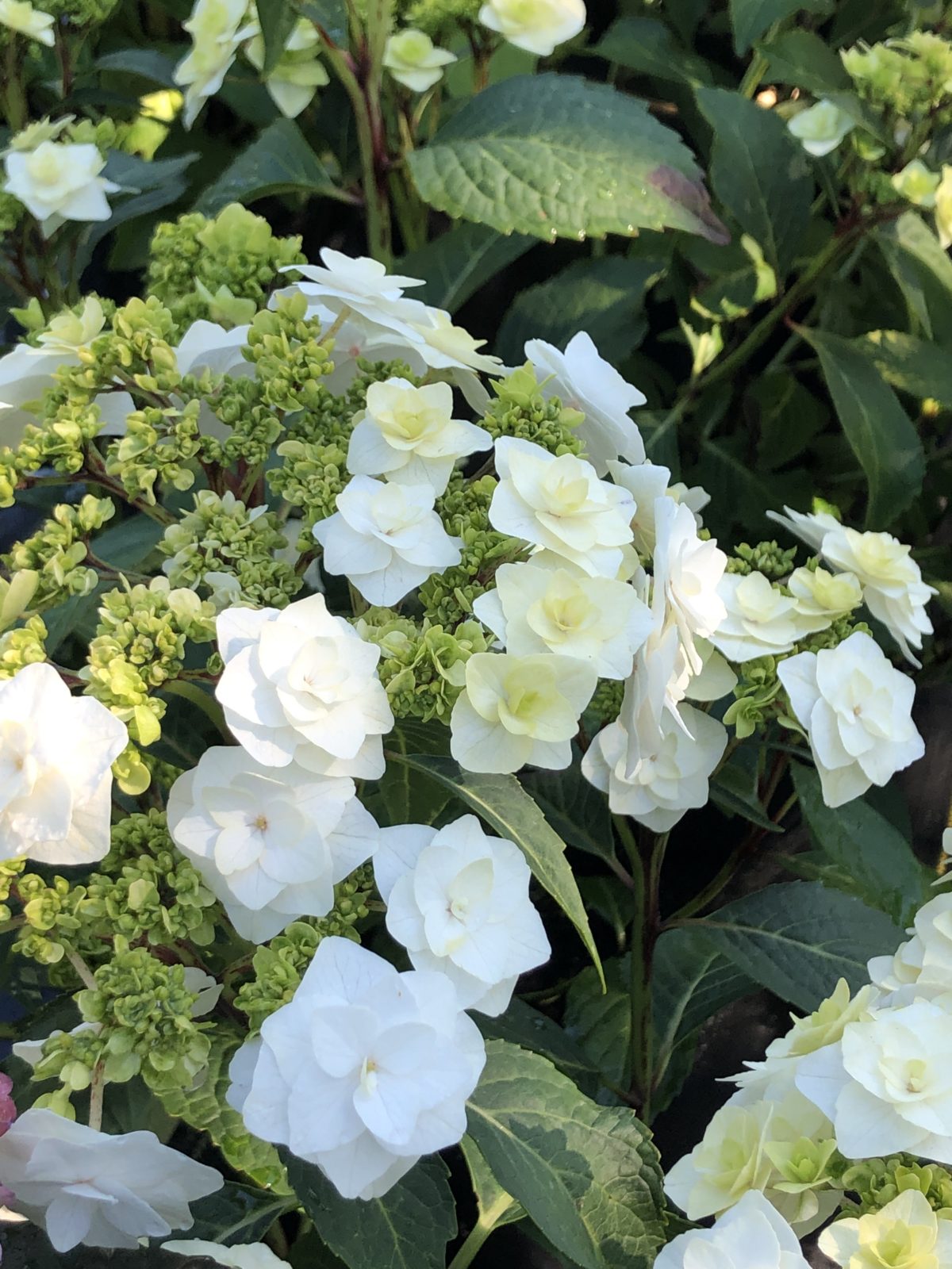 Wedding Gown Big Leaf Hydrangea (Hydrangea macrophylla ...