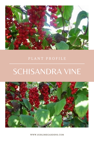 Plant Profile: Schisandra Vine - Sublime Gardens