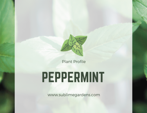 Plant Profile: Peppermint
