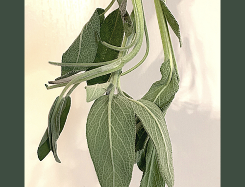 Plant Profile: Sage