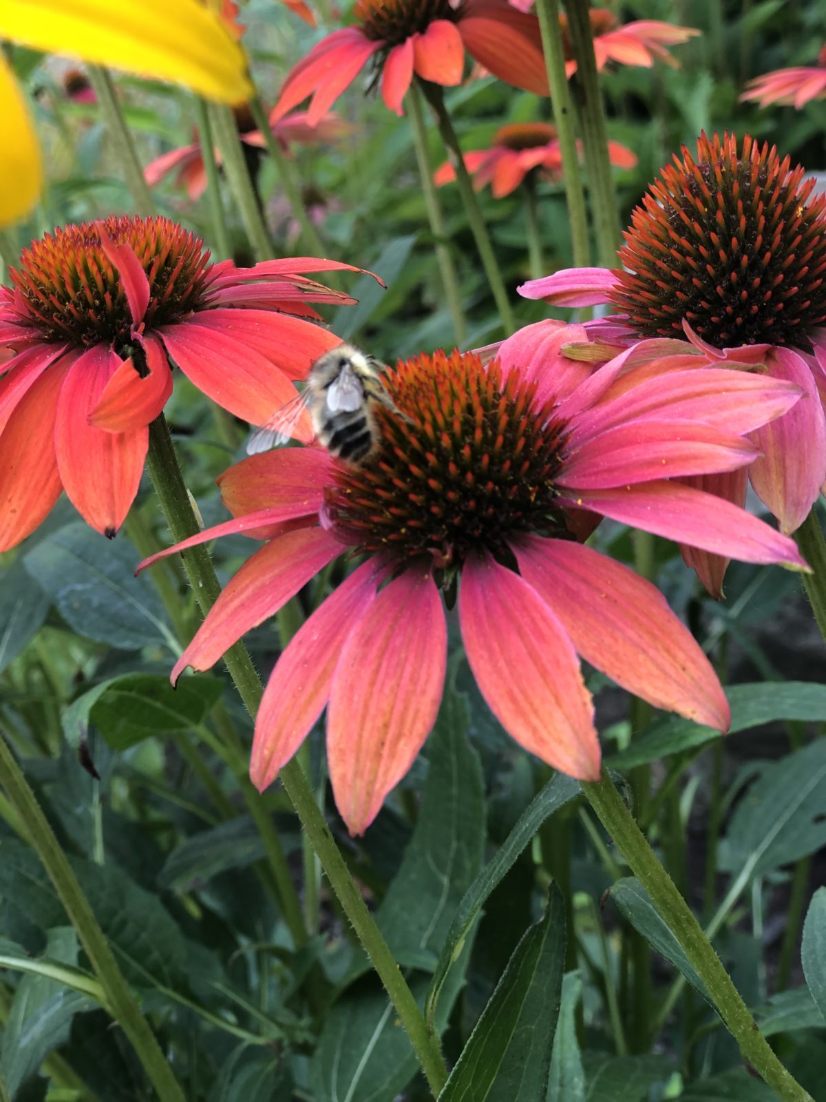 Echinacea hybrida 'Cheyenne Spirit' (Cheyenne Spirit Cone Flower