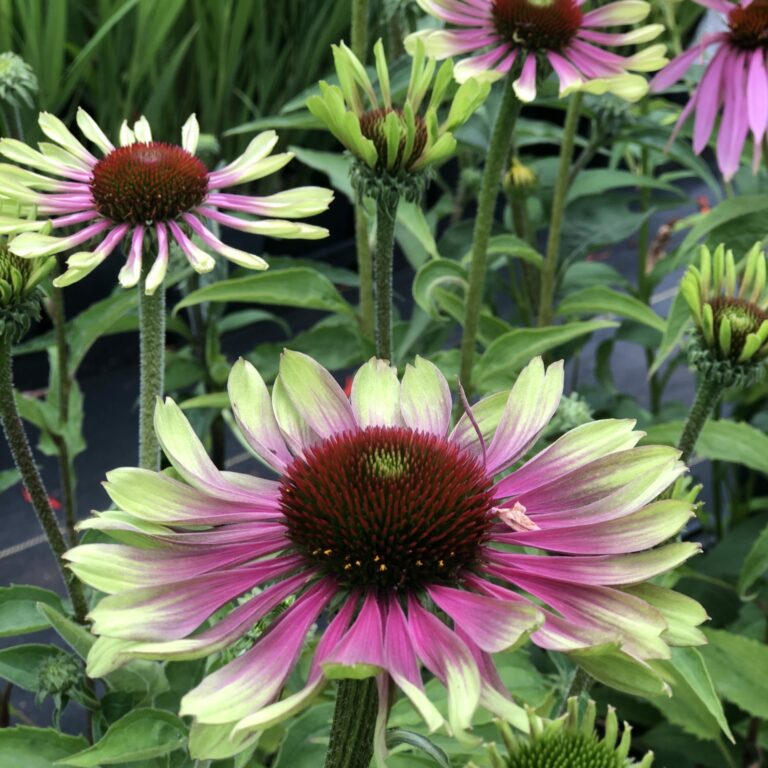 Sublime Gardens Sublime Gardens Is A Boutique Nursery And Specialty Sublime Gardens Sublime Gardens Is A Boutique Nursery And Specialty