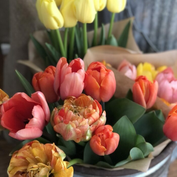 Spring Bulbs