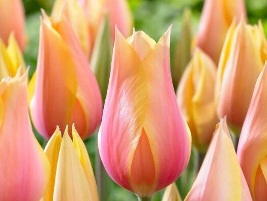 Blushing lady tulip