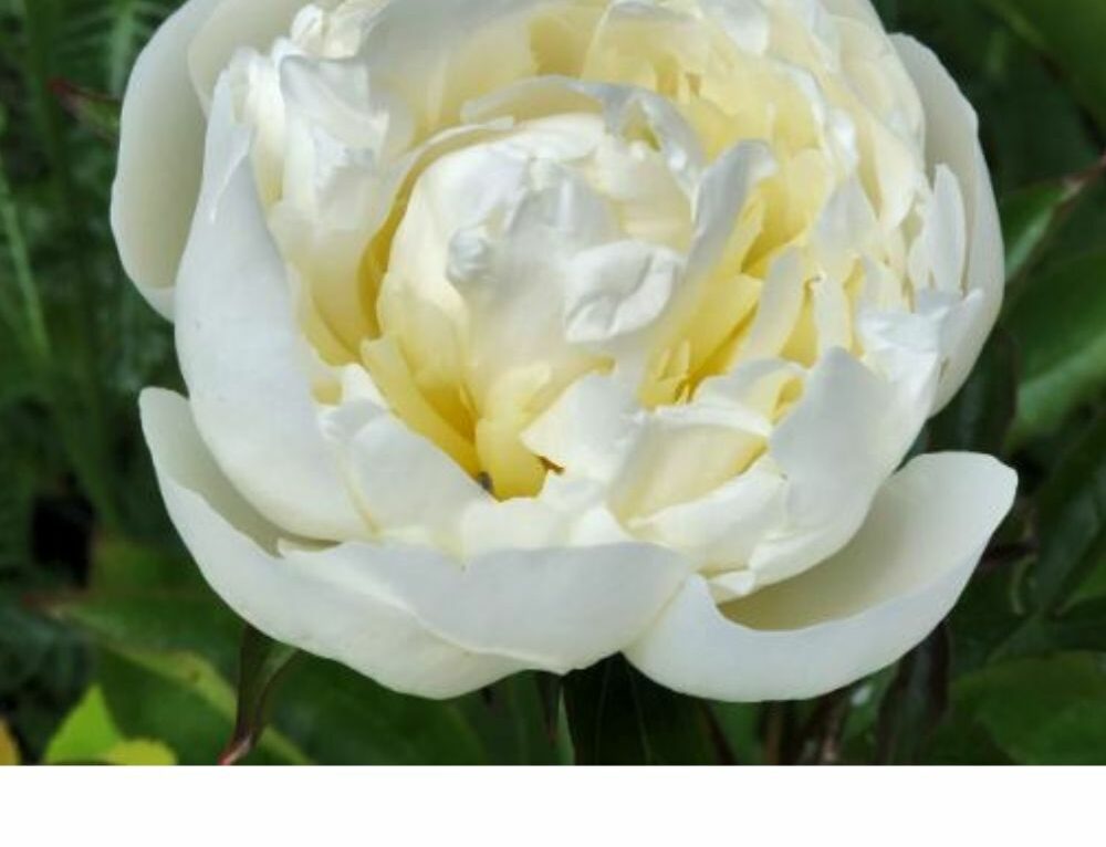 How to Grow Heirloom Chrysanthemums Sublime Gardens