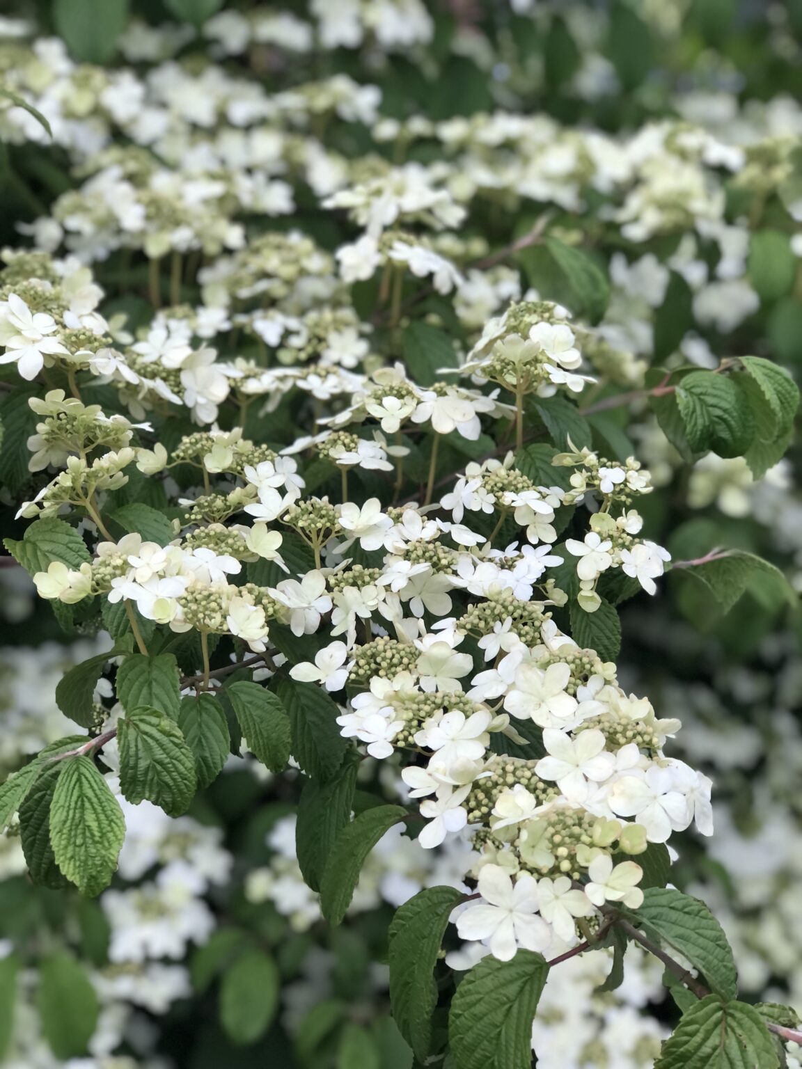 Viburnum Plicatum Tomentosum ‘shasta’ Shasta Doublefile Viburnum Sublime Gardens