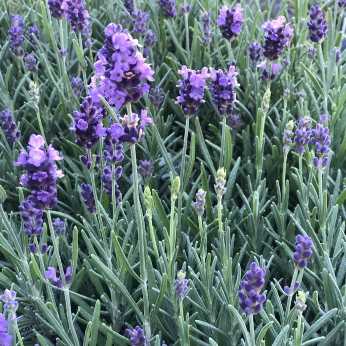 Lavender hidcote