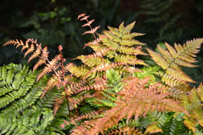 Drypoteris erythrosora Autumn Fern