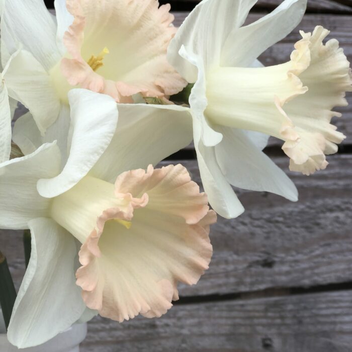 Narcissus British Gamble