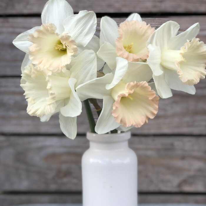 Narcissus British Gamble