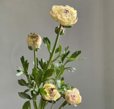 Ranunculus Hydra