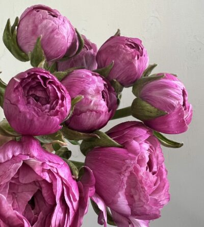 Ranunculus Loubeyers (1