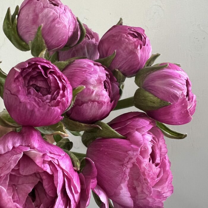 Ranunculus Loubeyers (1