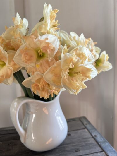 Narcissus 'Mary Gay Lirette'