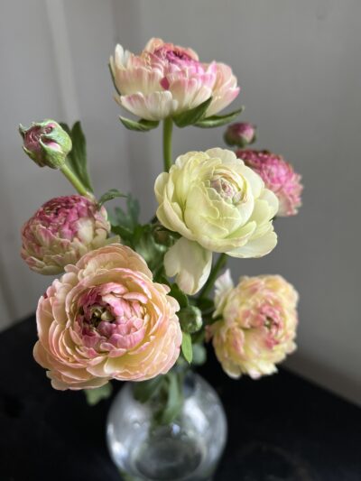 Romance Ranunculus Hydra