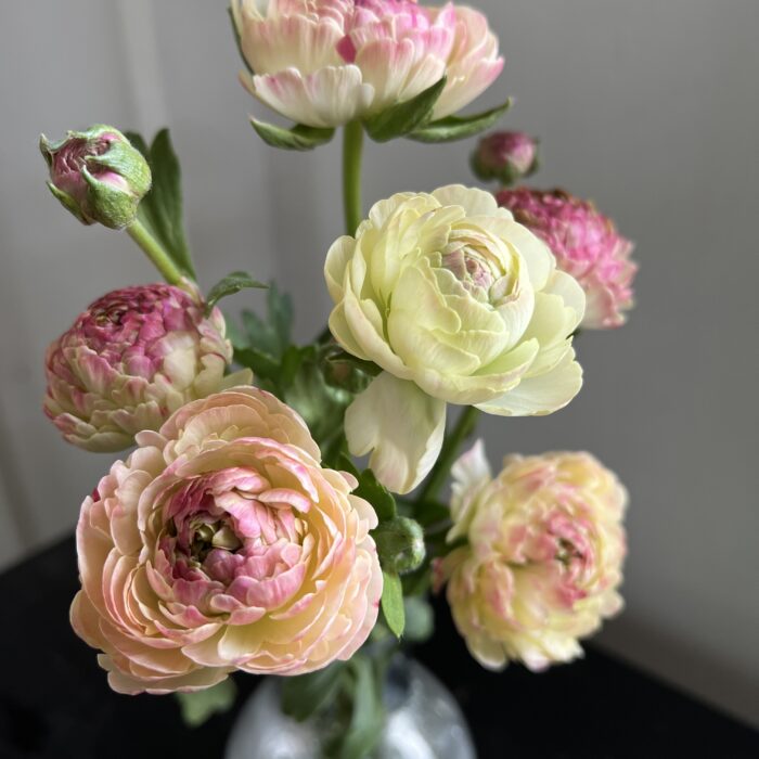 Romance Ranunculus Hydra