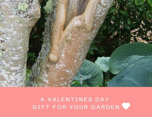 When and how to prune your plants- A Valentine’s Day gift to your garden!