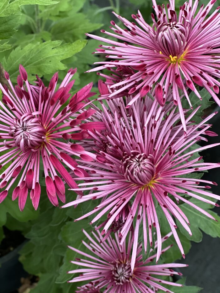 Chrysanthemum Carousel flower pink with spiky petals