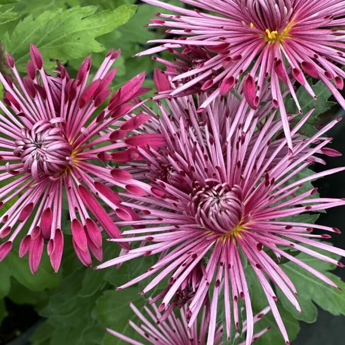 Chrysanthemum Carousel flower pink with spiky petals