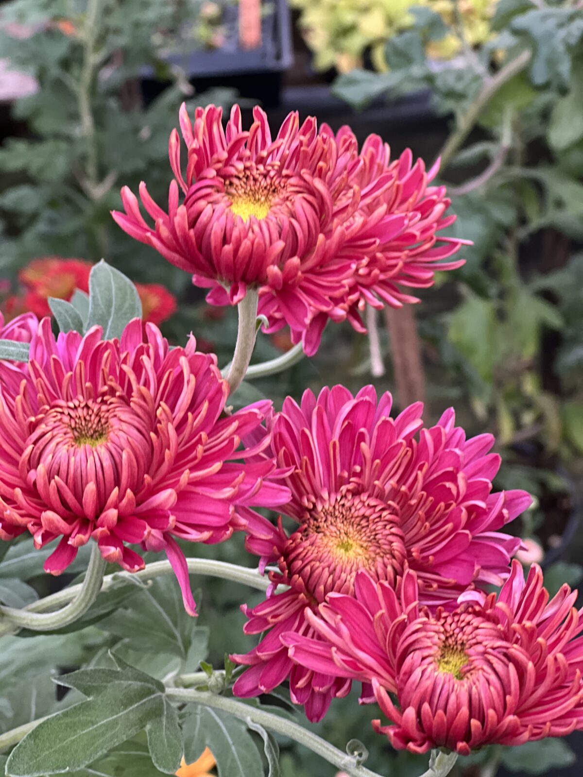 How to Grow Heirloom Chrysanthemums Sublime Gardens