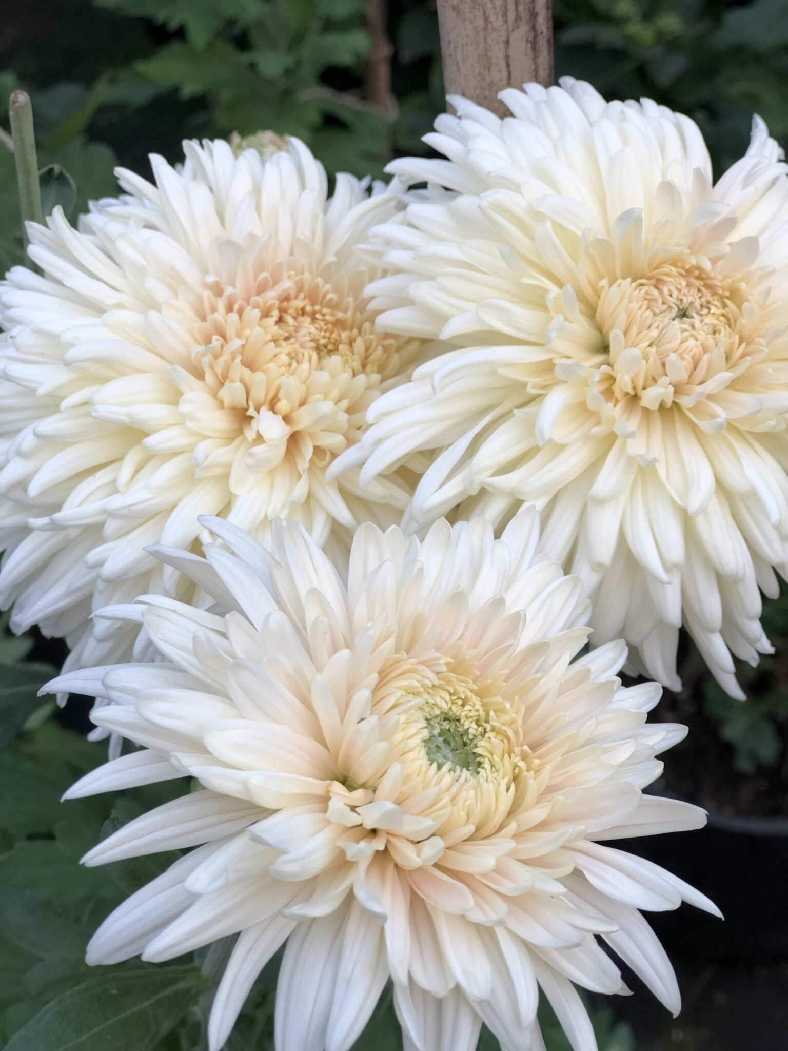 How To Grow Heirloom Chrysanthemums Sublime Gardens