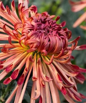 Chrysanthemum Judith Baker