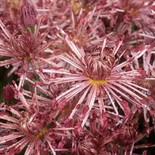 Chrysanthemum x morifolium ‘Red Carousel’