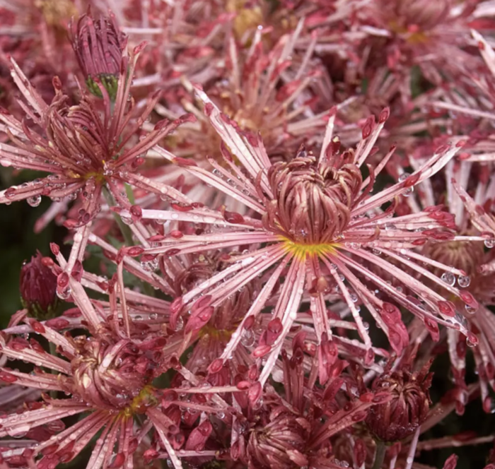Chrysanthemum x morifolium ‘Red Carousel’