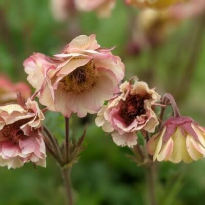 Geum 'Pritticoats Peach' layered peach flower with a drooping head