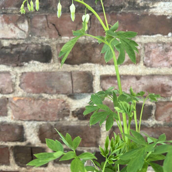 Dicentra spectabilis alba blooming in May