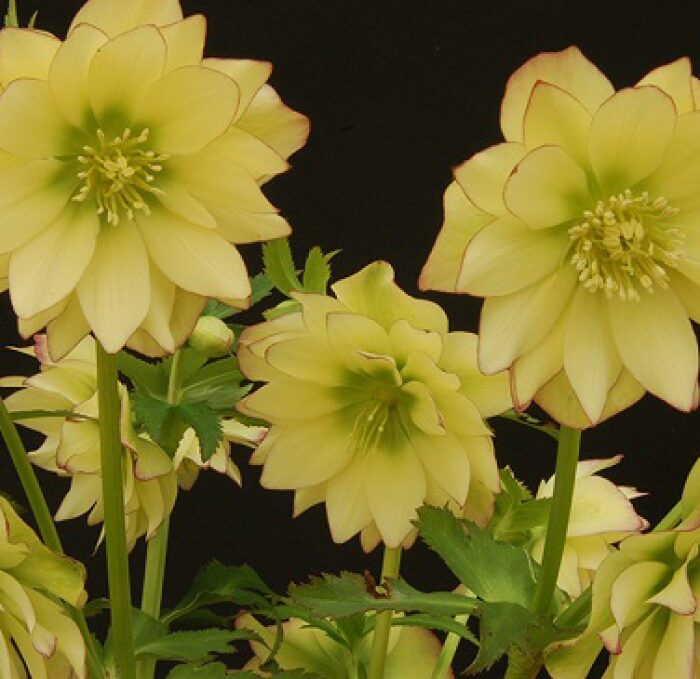 Helleborus Winter Jewels Golden Lotus