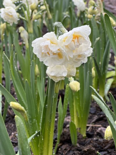 Narcissus Sir Winston Churchill