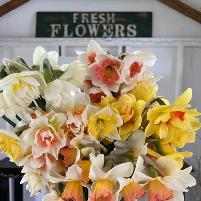 Narcissus mix farmers choice