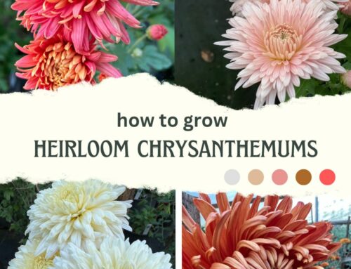 How to Grow Heirloom Chrysanthemums