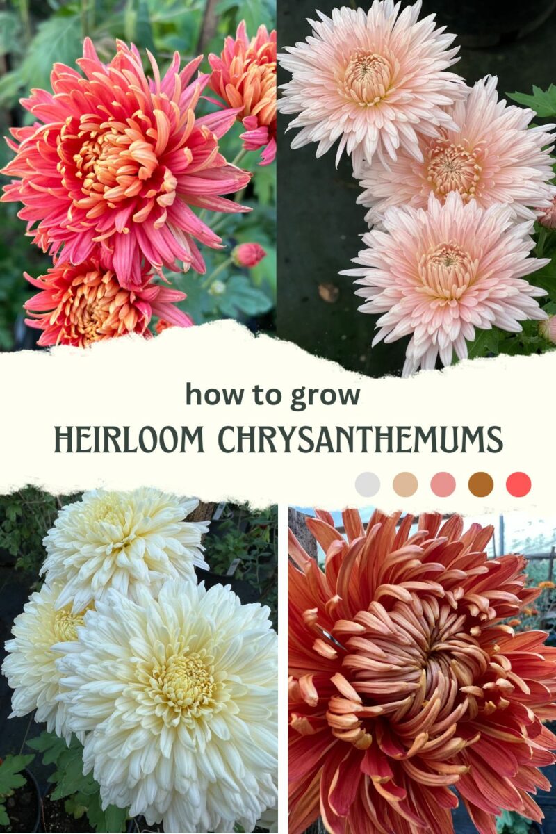 How to Grow Heirloom Chrysanthemums Sublime Gardens
