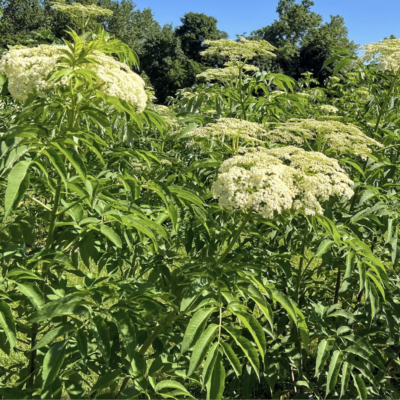 White flowers and foliage of Bob Gordan Elderberry shrub