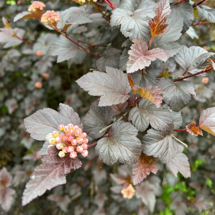 brown/red leaves and flower buds of a ninebark shrub