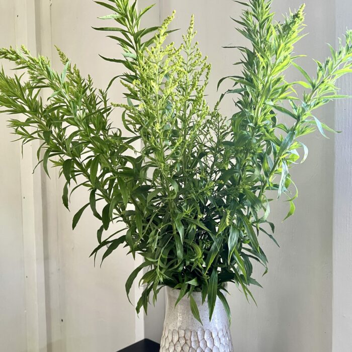 goldenrod foliage in a vase