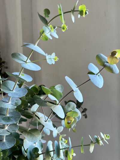 Eucalyptus baby blue