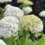 round white flowers of the Annabelle Hydrangea